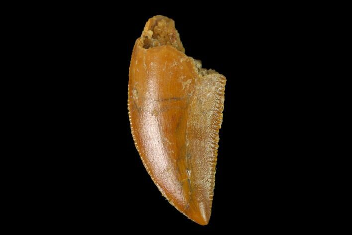 Serrated, Raptor Tooth - Real Dinosaur Tooth #137179